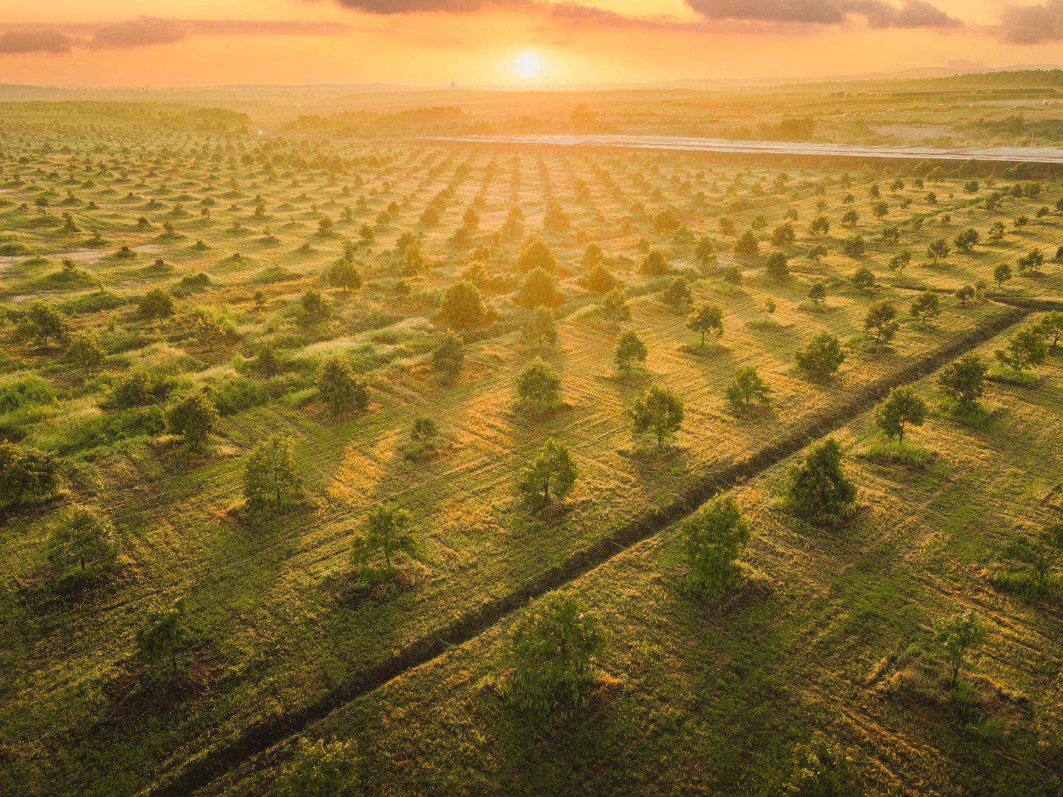 Plantation