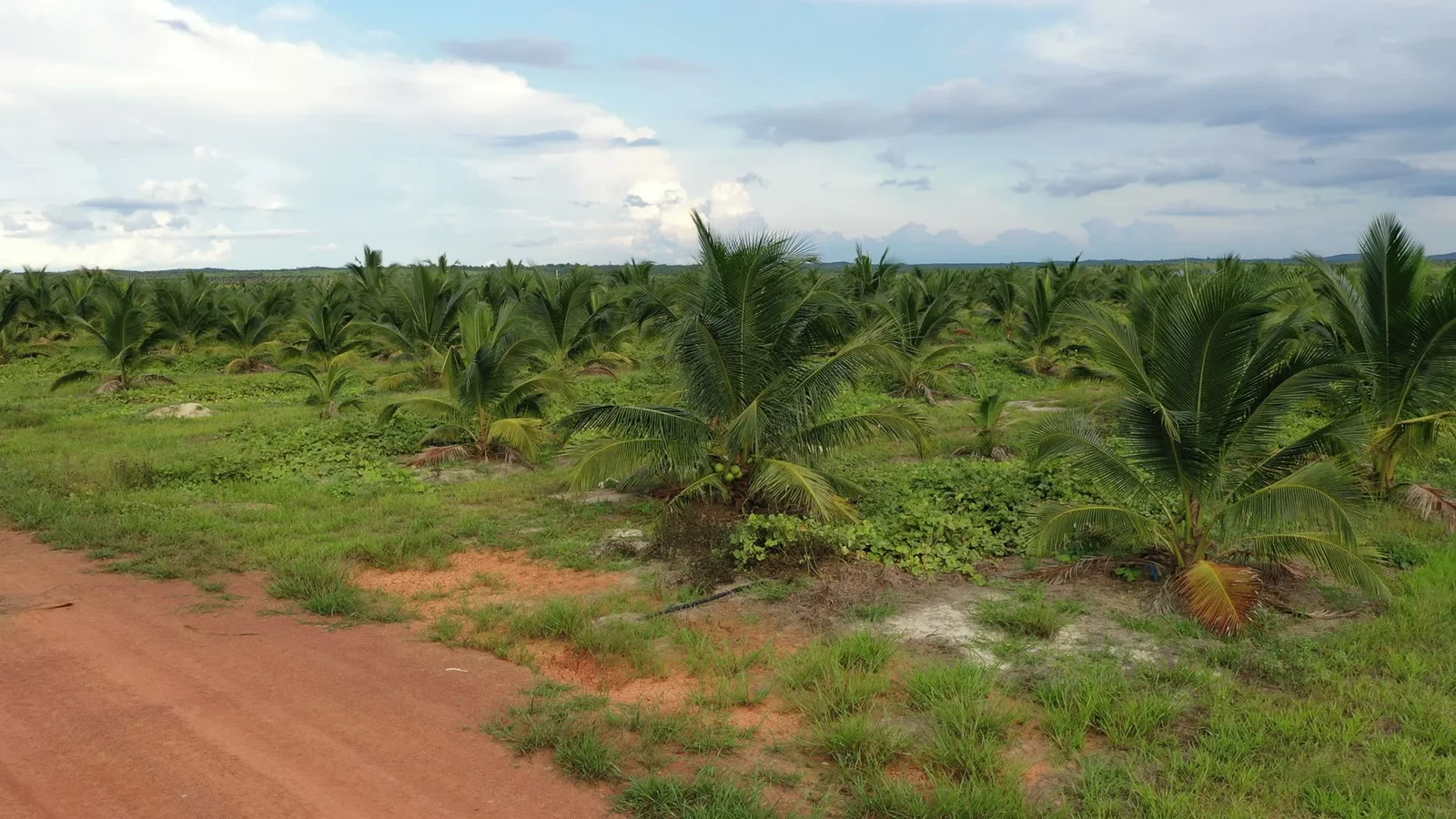 Coconut palms in a Malaysian field