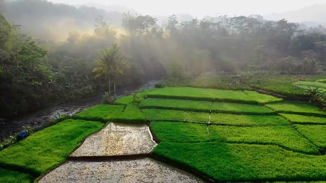 Aerial view of a Malaysian plantation estate